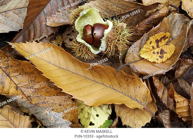 Sweet chestnut Castanea sativa leaves and fruit in wood in Hertfordshire