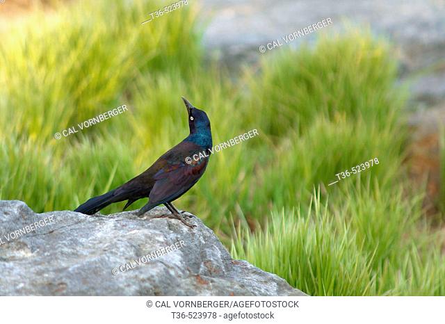 A Common Grackle (Quiscalus quiscula) at Central Park's Turtle Pond on a late summer afternoon. New York. USA