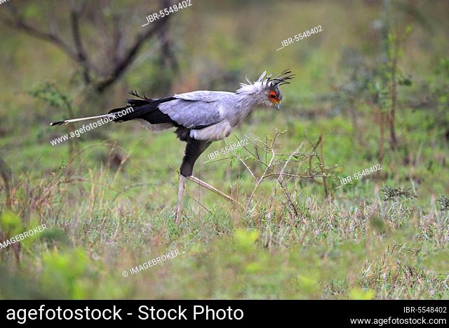 Secretary bird (Sagittarius serpentarius), adult, hunting, concentrated, Hluhluwe Umfolozi National Park, Hluhluwe iMfolozi National Park, KwaZulu Natal