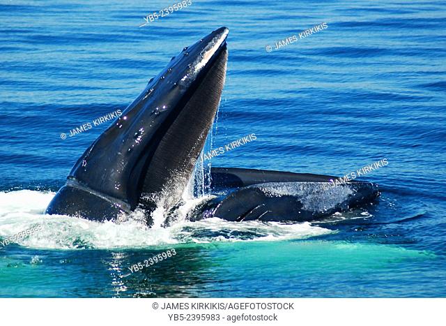 Feeding Humback Whale