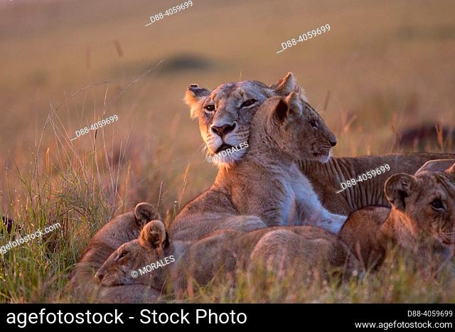 Africa, East Africa, Kenya, Masai Mara National Reserve, National Park, Lioness (Panthera leo) with youngs in savanna