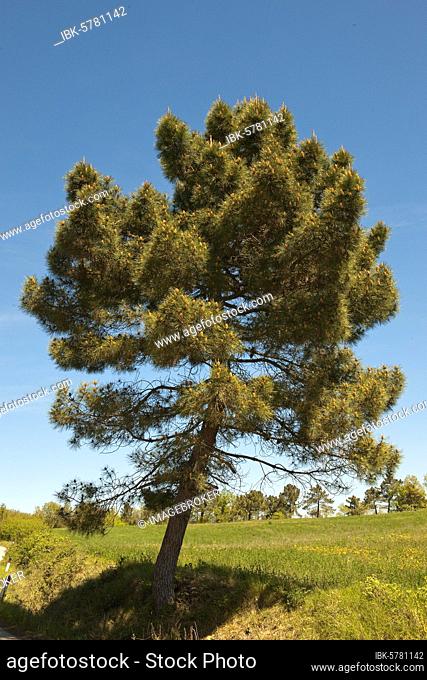 Aleppo Pine (Pinus halepensis), Tuscany, Italy, Europe