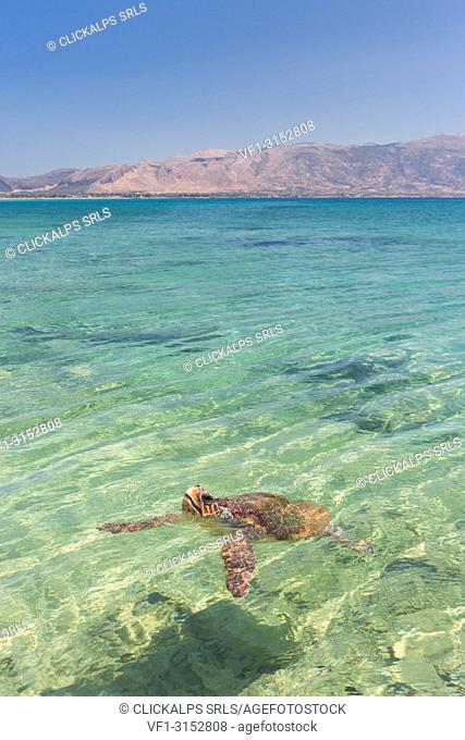 A specimen of Caretta Caretta turtle in the crystal water near Elafonissos coasts, Elafonissos, Laconia region, Peloponnese, Greece, Europe