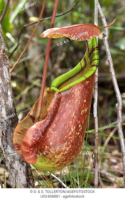 Pitcher Plant, Nepenthes rafflesiana, terrestrial pitcher, Bako, Sarawak, Borneo, Malaysia