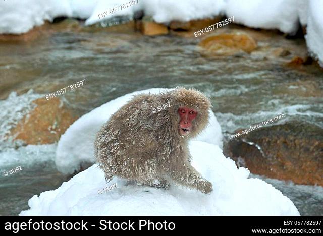 Japanese macaque near natural hot spring. The Japanese macaque ( Scientific name: Macaca fuscata), also known as the snow monkey. Natural Habitat