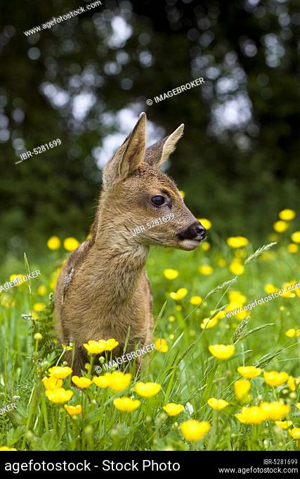 Roe Deer (capreolus capreolus), Foan with Flowers, Normandy