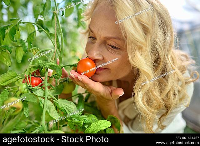 Pleasure. Close-up of adult blonde woman sniffing growing ripe tomato on garden bed in greenhouse