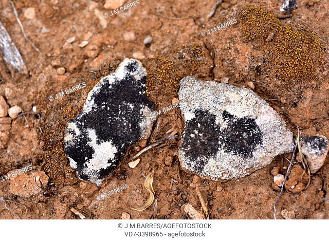 Verrucaria nigrescens (black crustacous lichen) and Verrucaria parmigera (white endolithic lichen with black points) growing on calcareous rocks