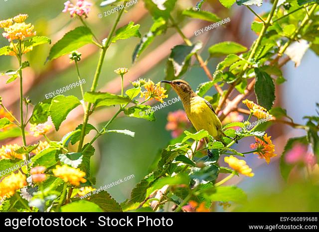 Olive-backed Sunbird (Cinnyris jugularis), also known as the yellow-bellied sunbird feeds nectar from flower, Wondo Genet Wabe Ethiopia wildlife