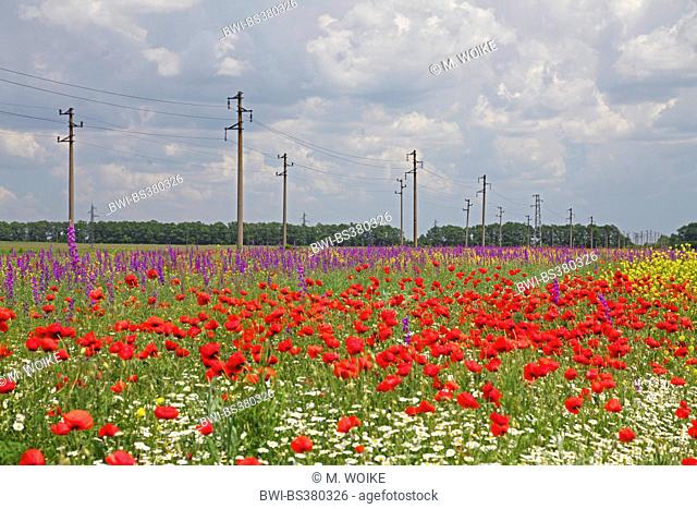 Common poppy, Corn poppy, Red poppy (Papaver rhoeas), arable field with Common poppy and rocket larkspur, Bulgaria, Balchik