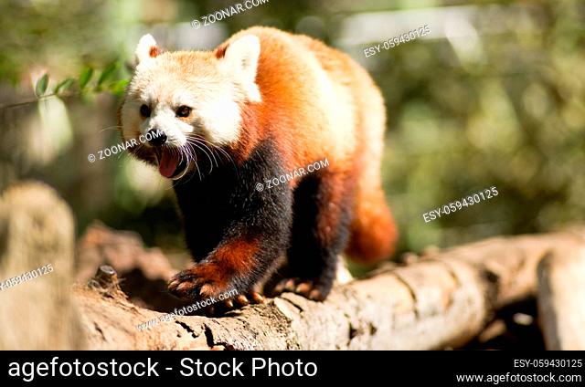A captive Red Panda moves around his favorite tree