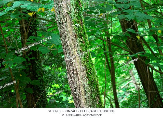 tree trunk with moss with background vegetation for background and textures