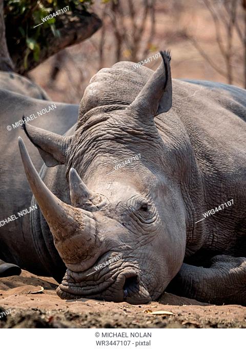 An adult southern white rhinoceros (Ceratotherium simum simum), guarded in Mosi-oa-Tunya National Park, Zambia, Africa