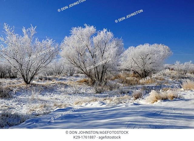 Frosted cottonwoods, Bosque del Apache NWR, New Mexico, USA