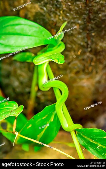Green pit viper snake lying on a small tree