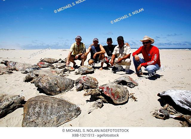 Turtle researchers from the NGO Pro Caguama study and capture the critically endangered Loggerhead Turtle Caretta caretta from the town of Puerto Lopez Mateos...