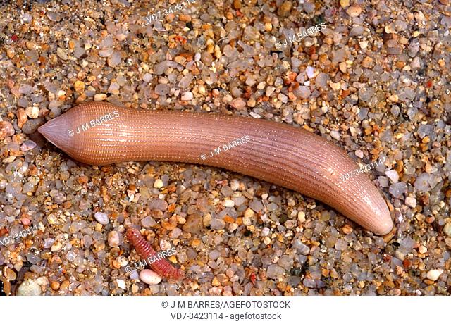 Peanut worm (Sipunculus nudus) is a sea worm