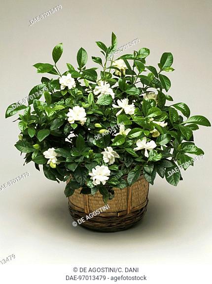 Common gardenia or Cape jasmine (Gardenia jasminoides), Rubiaceae