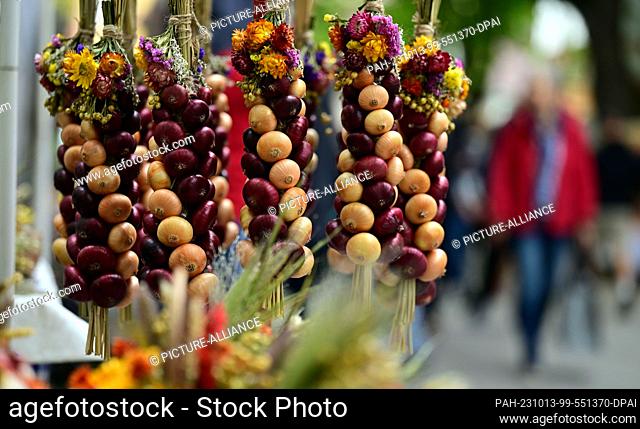 13 October 2023, Thuringia, Weimar: Onion braids hang for sale at a market stall at the 370th Weimar Onion Market. The main role is played by around 50 onion...