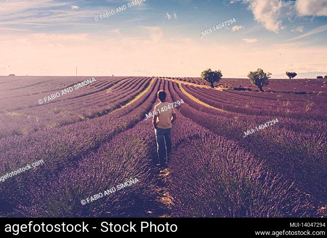 one standing man look the lavender field around him - human and beautiful travel scenic nature outdoors - france provence valensole location - fragrance and...
