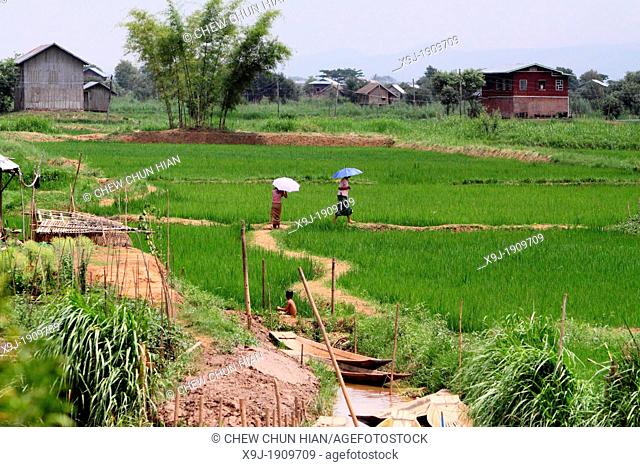 View of Paddy field at Pindaya, centred round a lake, Inle Lake, Shan state, Myanmar, Burma