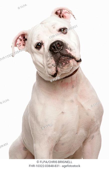 Domestic Dog, Dorset Old Tyme Bulldogge, adult male, close-up of head, with collar