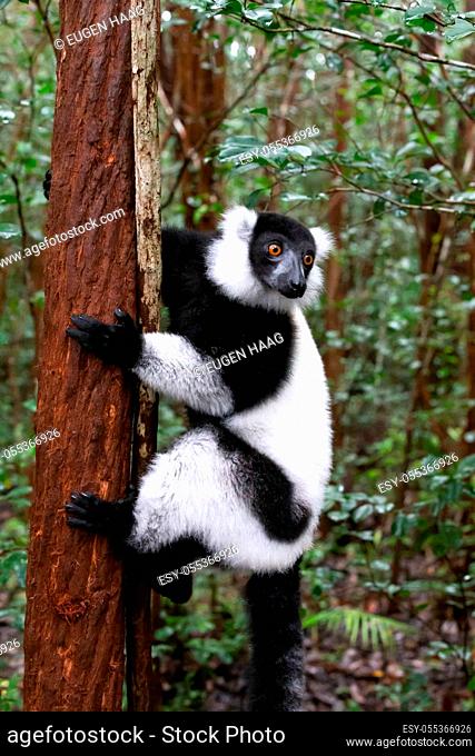 One black and white lemur sits on the branch of a tree
