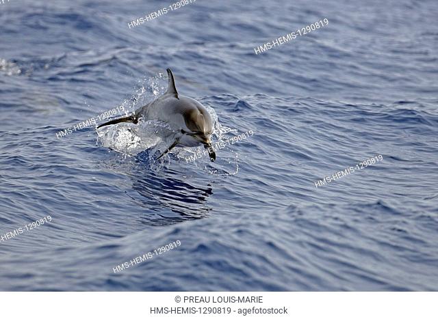 Mediterranean Sea, striped dolphins (Stenella coeruleoalba)