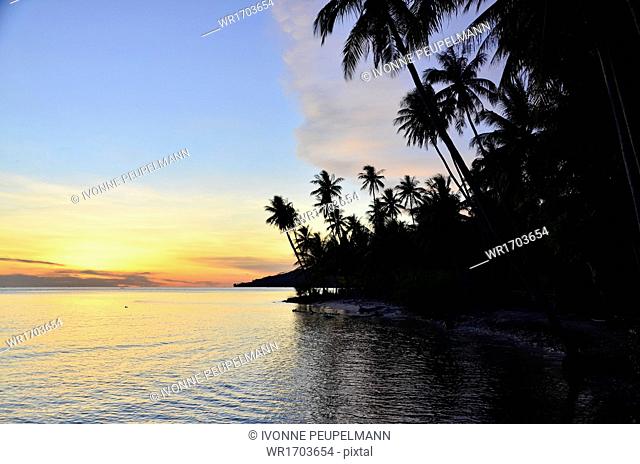 Palm trees against sunset, Gorontalo Province, Sulawesi, Indonesia, Southeast Asia