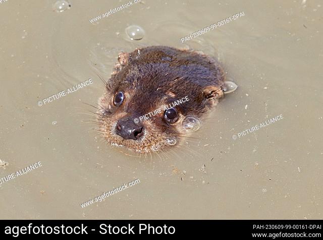09 June 2023, Schleswig-Holstein, Tönning: A female otter looks out of the water in the outdoor enclosure of the new otter facility at the Nationalpark-Zentrum...