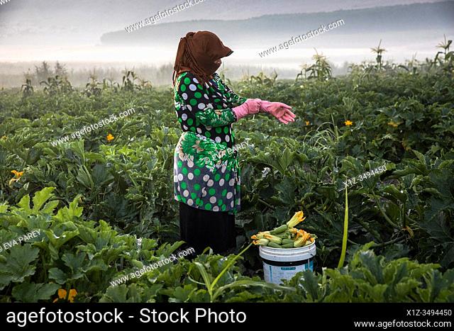 A syrian refugee woman picking zucchini at a lebanese farm at the outskirts of Bar Elias in Bekaa Valley, Lebanon. . Syrian refugees, women and girls