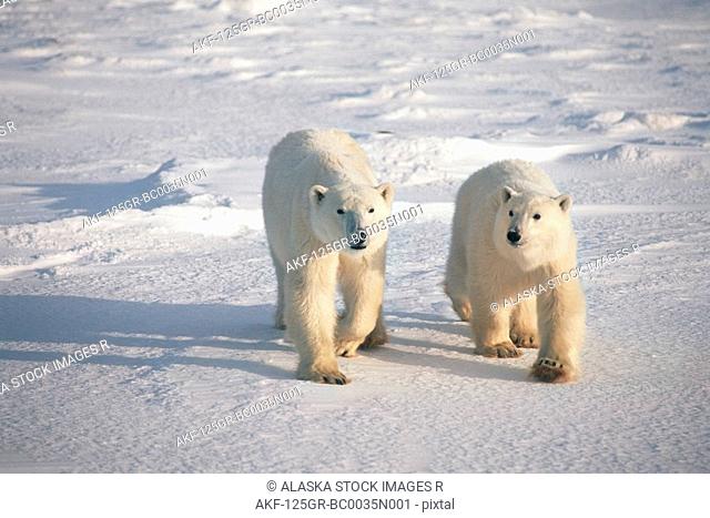 Two Polar Bears Walking on Pack Ice Churchill Canada