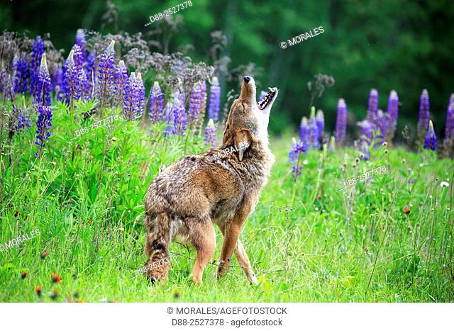 United States, Minnesota, Coyote Canis latrans, howling