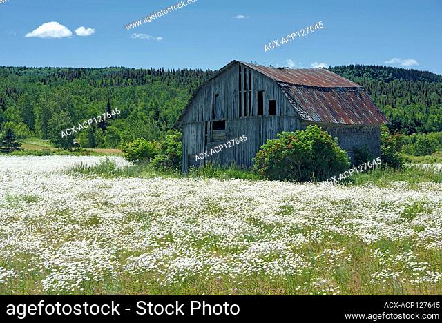 Barn and wildlflowers (Common daisies) Sainte-Félicité Quebec Canada