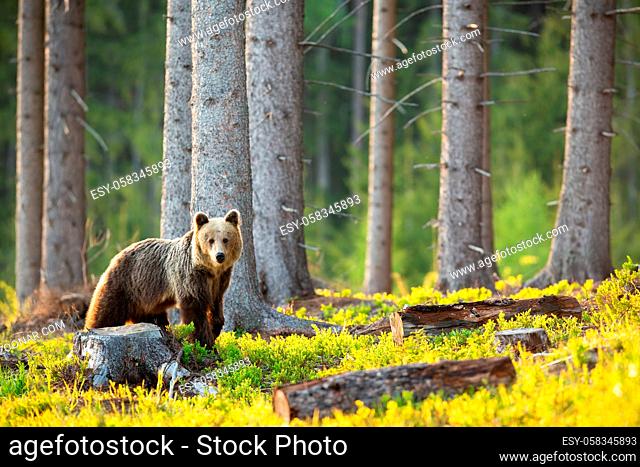 Sad brown bear, ursus arctos, looking at the stump and cut down tree with copy space. Concept of animal wildlife loosing habitat because of deforestation