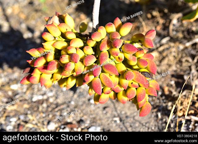 Pistachio (Pistacia vera) is a deciduous tree native to central Asia and widely cultivated for its edible seeds. This photo was taken in Santorini Island