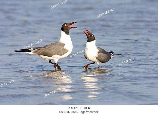 Pair of Laughing gulls Larus atricilla calling