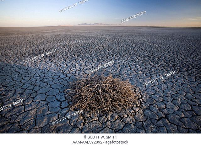 Tumbleweed on Dry Cracked Mud of Great Salt Lake; Antelope Island SP, UT
