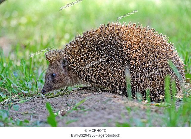 Northern White-breasted Hedgehog, East European Hedgehog, White-bellied Hedgehog, White-chested Hedgehog (Erinaceus roumanicus), sniffing, Bulgaria