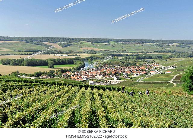 France, Marne, Hautvillers, vineyard and grape harvests in Hautvillers overlooking the village of Cumières