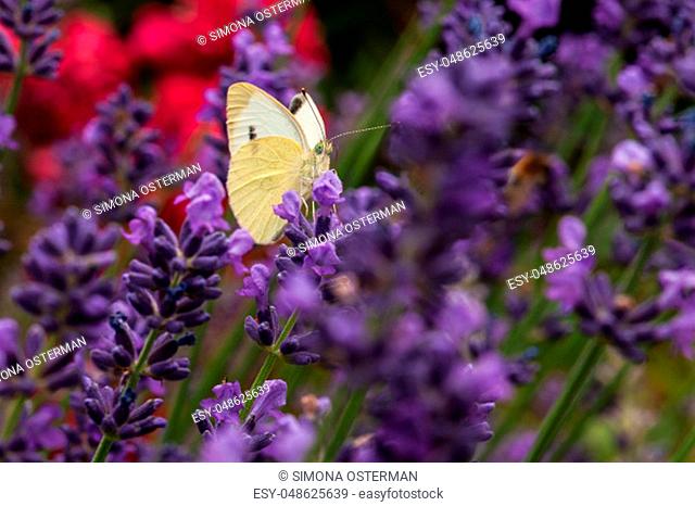 Beautiful Leptidea sinapis butterfly on lavender angustifolia, lavandula in sunlight in herb garden