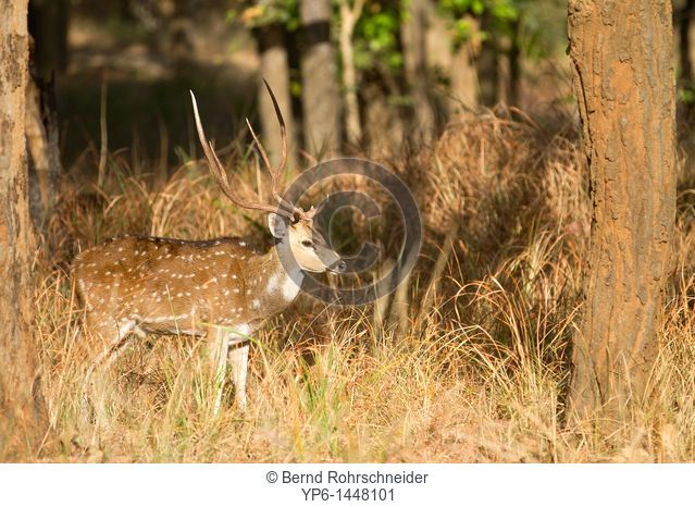 male Chital Axis axis standing in forest, Bandhavgarh National Park, Madhya Pradesh, India