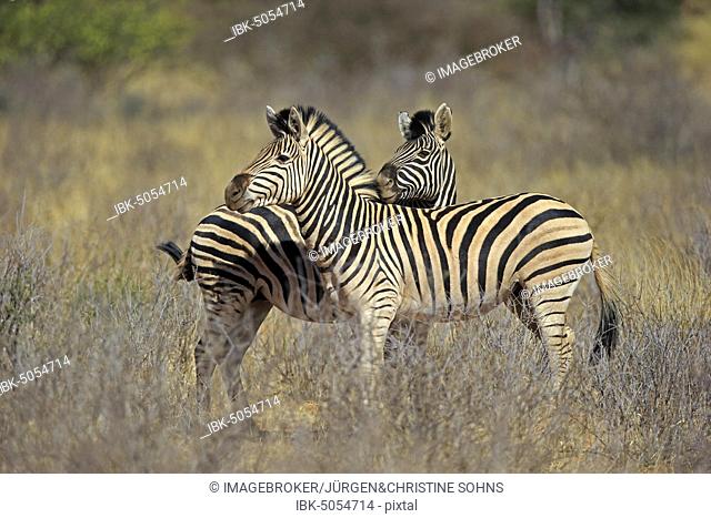 Burchell's Zebras (Equus quagga burchelli), two, adult, social behavior, Tswalu Game Reserve, Kalahari, North Cape, South Africa, Africa