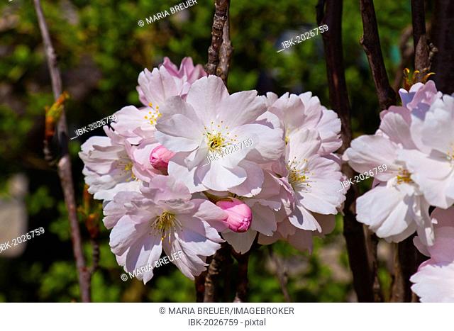 Cherry blossoms, Japanese Cherry (Prunus serrulata), spring