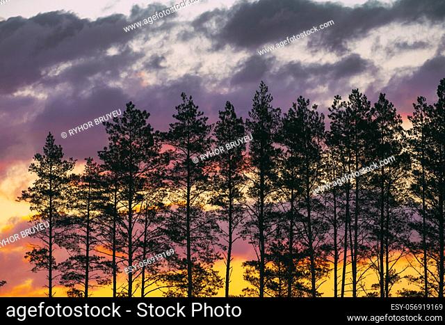 Sunset Sunrise Sky And Pine Forest Dark Black Spruce Trunks Silhouettes In Natural Sunlight Of Bright Colorful Dramatic Sky. Sunny Coniferous Forest