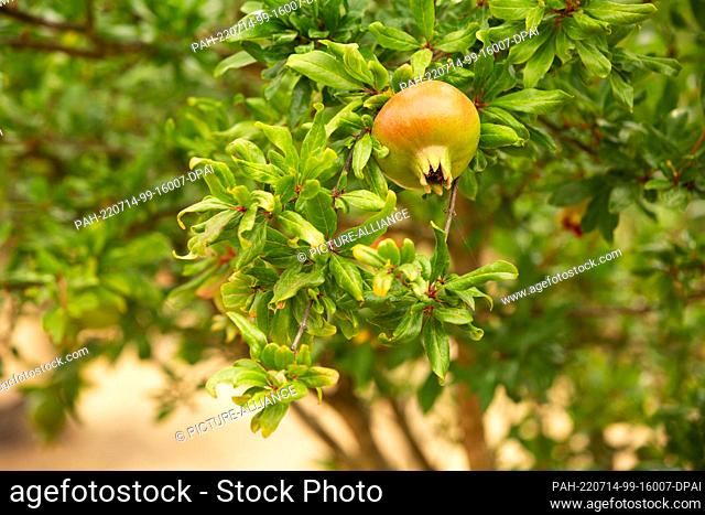12 July 2022, Portugal, Tomar: A still unripe pomegranate hangs on a pomegranate tree. Photo: Viola Lopes/dpa. - Tomar/Beselga/Portugal