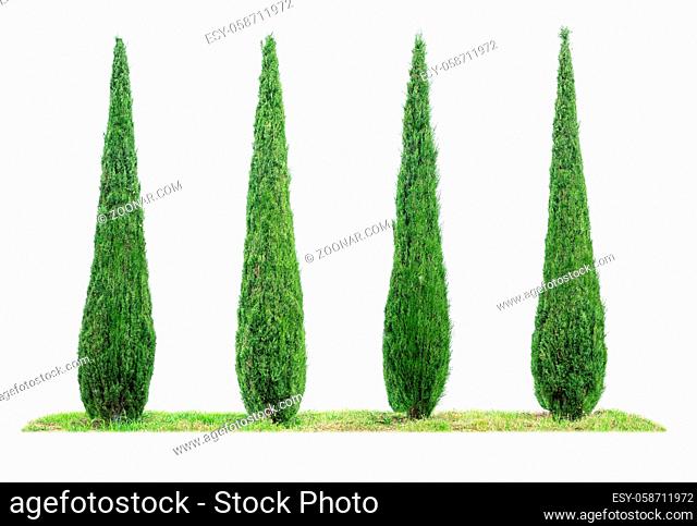 Four isolated cypresses on a white background