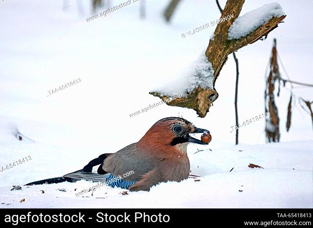 RUSSIA, KINESHMA - DECEMBER 2, 2023: A jay with a berry in its beak sits in the snow in winter. Vladimir Smirnov/TASS