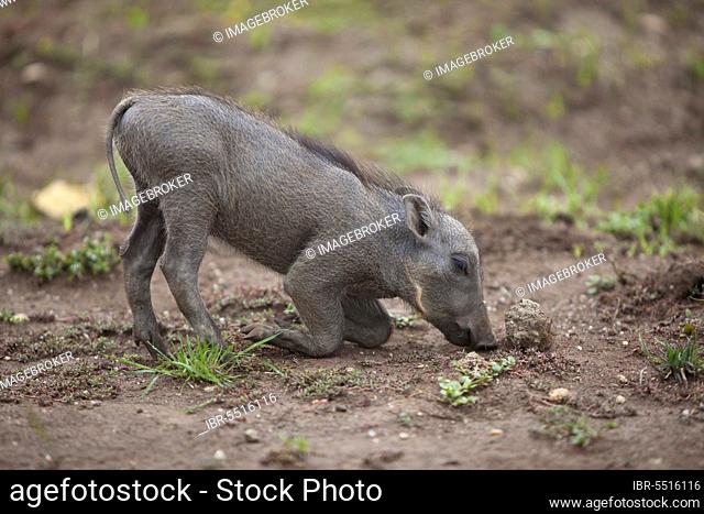 Common warthog (Phacochoerus africanus), warthogs, pigs, ungulates, mammals, animals, Common Warthog young, feeding, kneeling on ground, Queen Elizabeth N