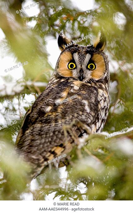 Long-eared Owl (Asio otus) roosting in cedar, Amherst Island, Ontario, Canada
